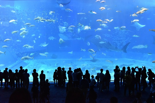 Haruka Japan Tour: Churaumi Aquarium: