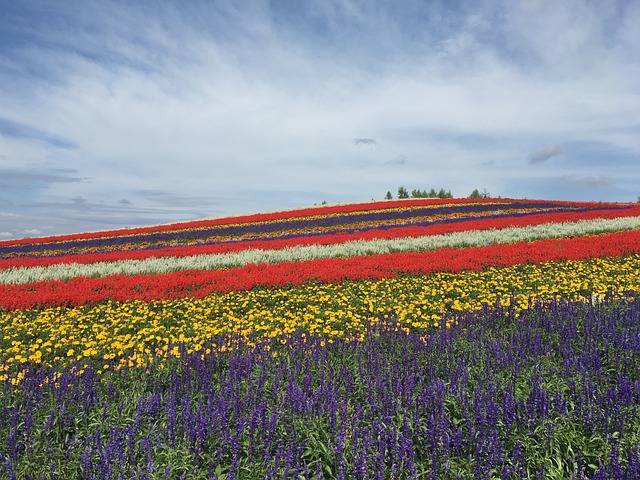 Haruka Japan Tour: Furano & Biei