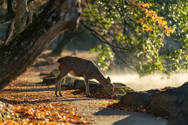 Haruka Japan Tour: Nara Park